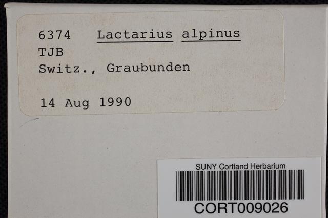 Lactarius alpinus image
