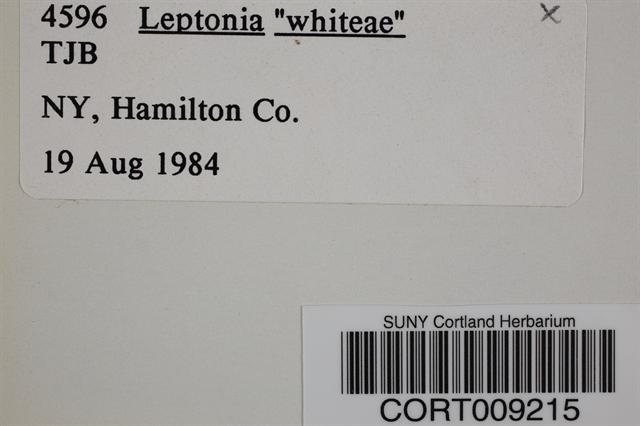 Leptonia whiteae image