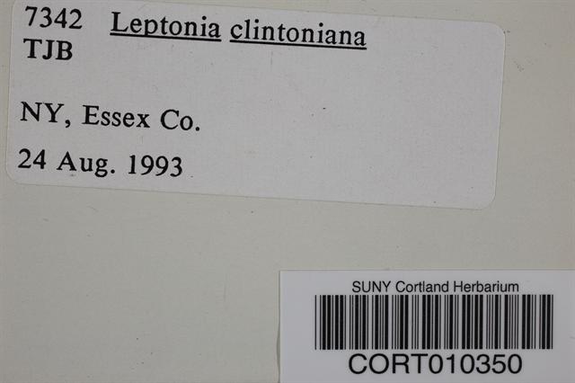 Leptonia clintoniana image