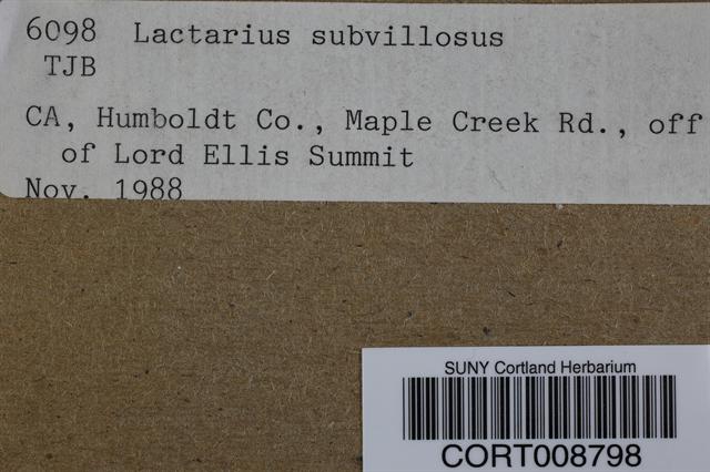 Lactarius subvillosus image