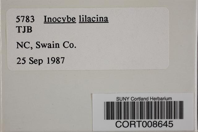 Inocybe lilacina image