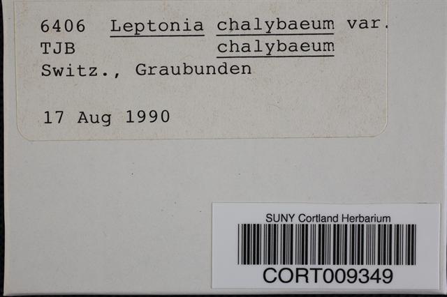 Leptonia chalybea var. chalybea image