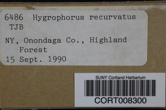 Hygrophorus recurvatus image