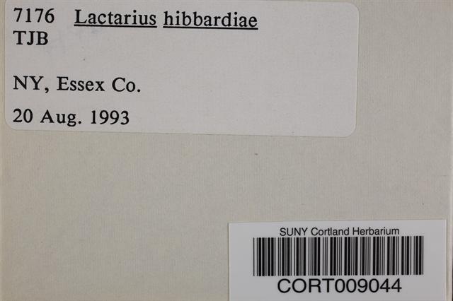 Lactarius hibbardiae image