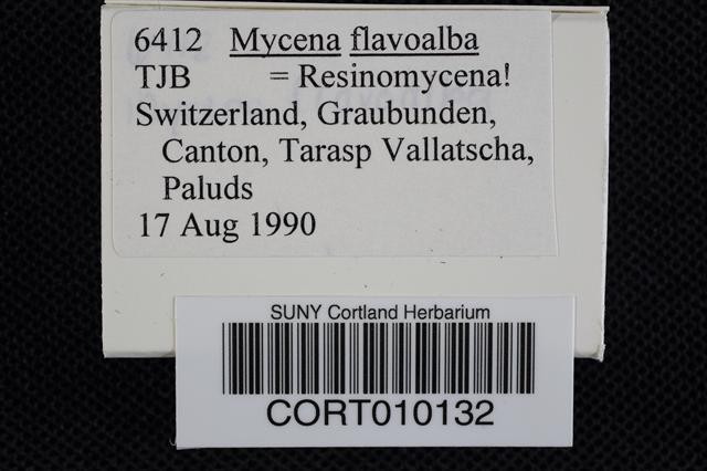 Mycena flavoalba image
