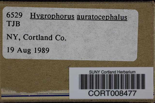 Hygrophorus auratocephalus image