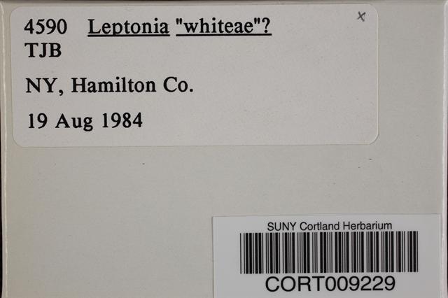 Leptonia whiteae image