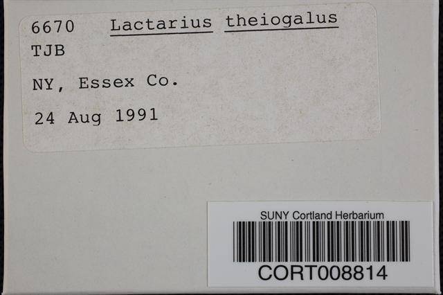 Lactarius theiogalus image