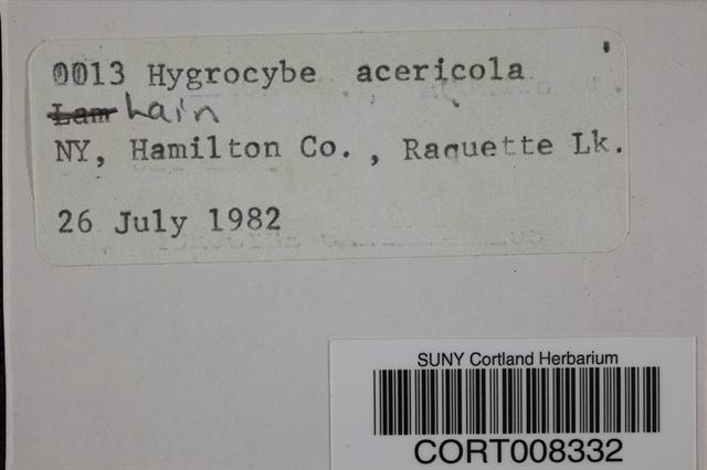 Agrocybe acericola image