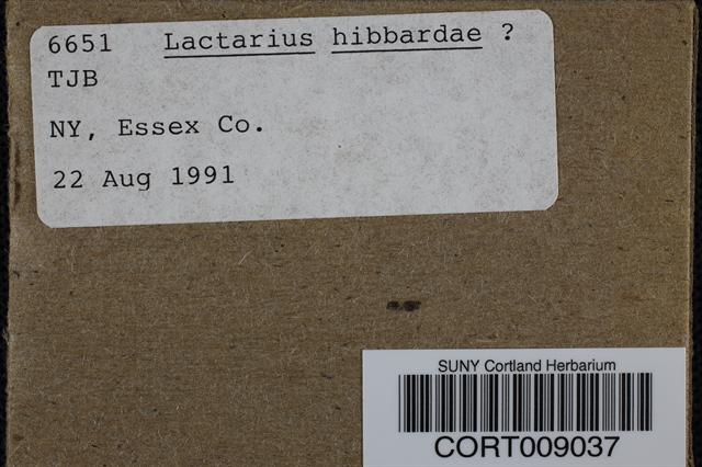 Lactarius hibbardiae image
