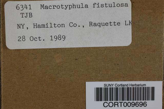 Macrotyphula fistulosa var. fistulosa image