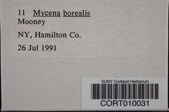 Mycena borealis image