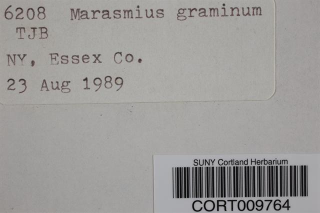 Marasmius graminum image