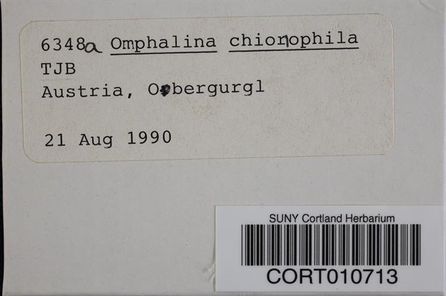 Omphalina chionophila image