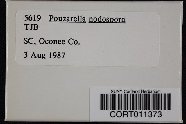 Pouzarella nodospora image