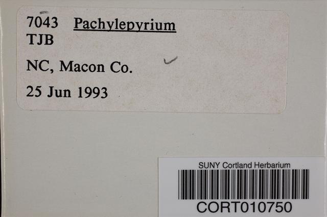 Pachylepyrium image