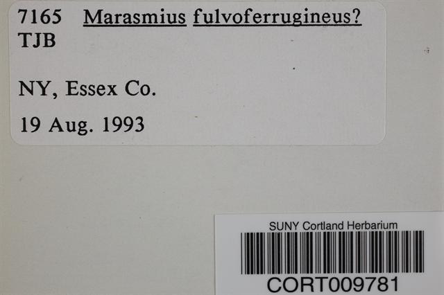 Marasmius fulvoferrugineus image