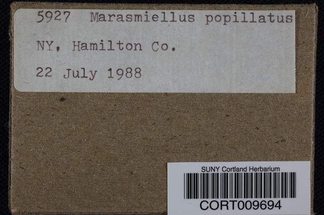 Marasmiellus papillatus image