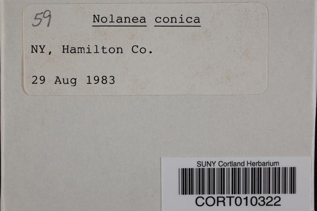 Nolanea conica image