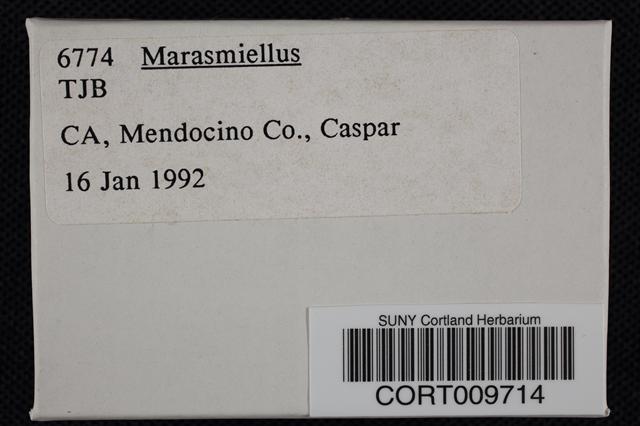 Marasmius palmivorus image