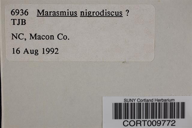 Marasmius nigrodiscus image