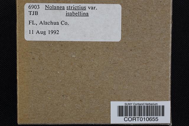 Nolanea strictior image