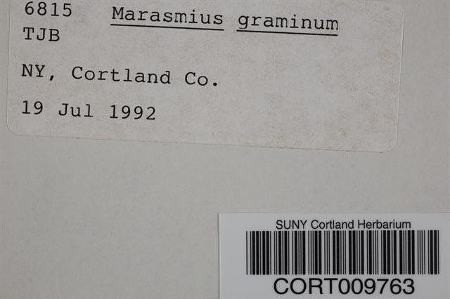 Marasmius graminum image
