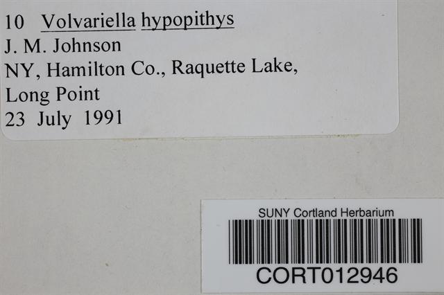 Volvariella hypopithys image