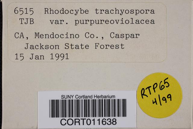 Rhodocybe trachyospora var. purpureoviolacea image