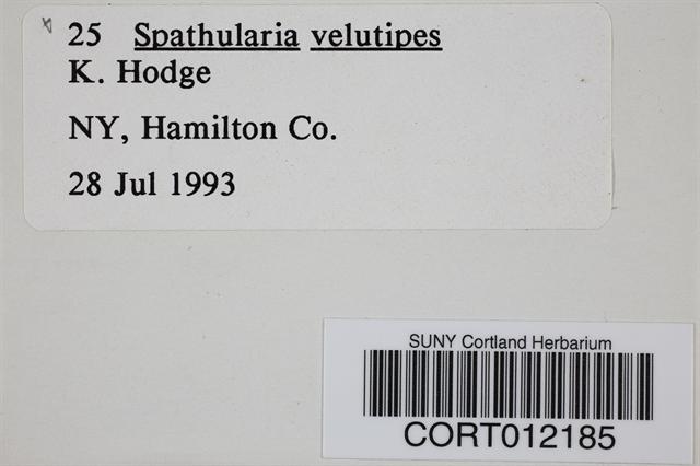 Spathularia velutipes image