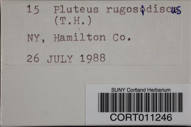 Pluteus rugosidiscus image