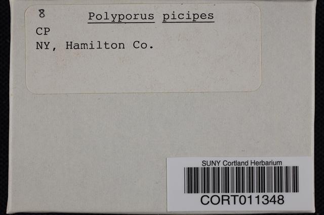 Polyporus picipes image
