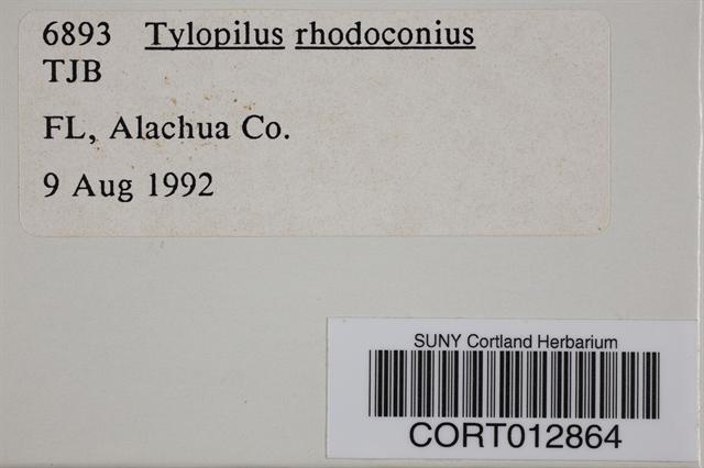 Tylopilus rhodoconius image
