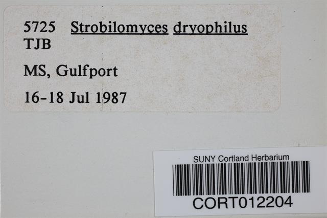 Strobilomyces dryophilus image