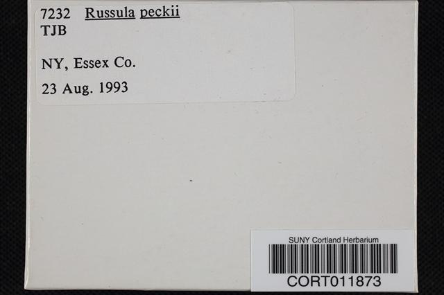 Russula peckii image
