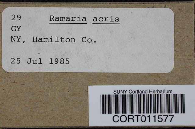 Ramaria rubella image