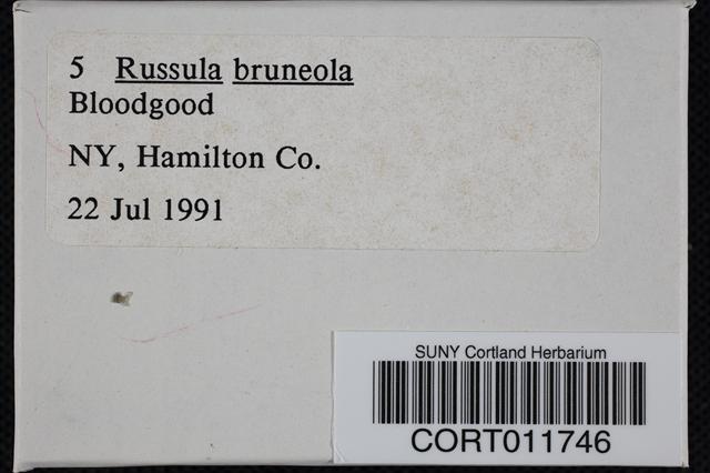 Russula brunneola image