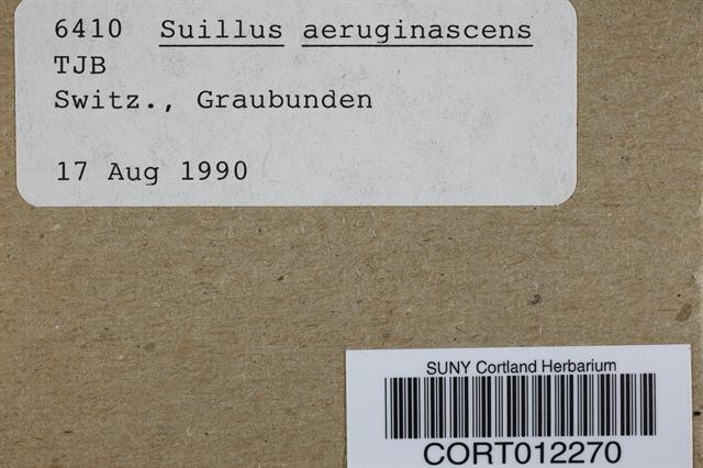 Suillus viscidus image