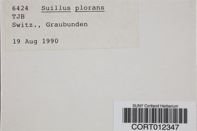 Suillus plorans image