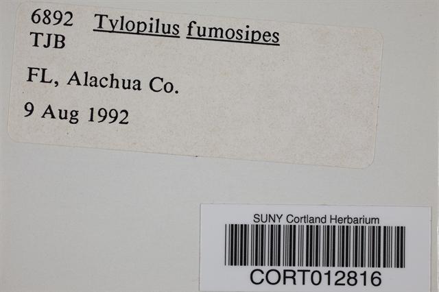 Tylopilus fumosipes image