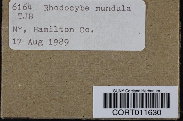 Rhodocybe popinalis image