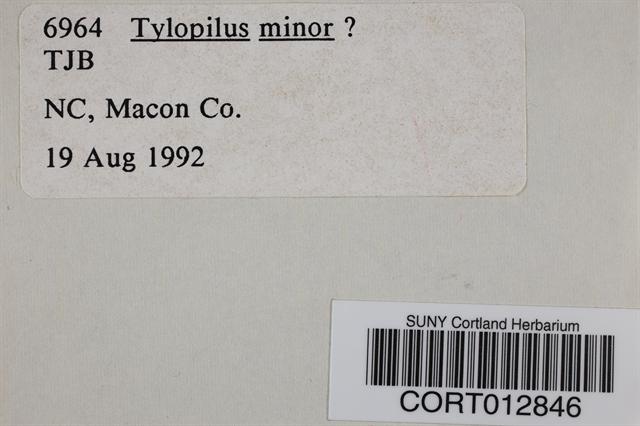 Tylopilus minor image