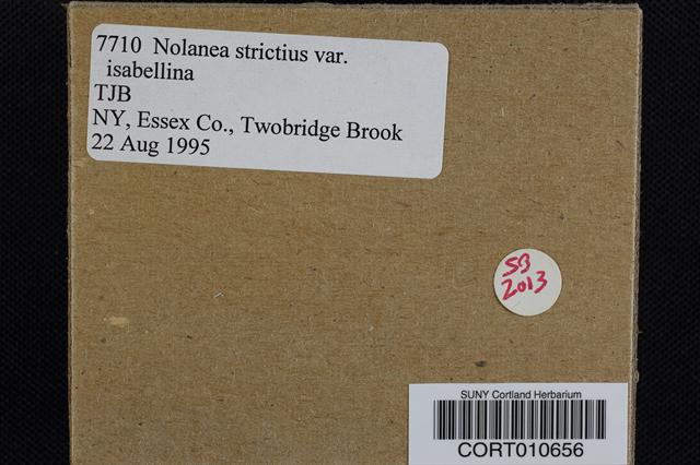 Nolanea strictior image