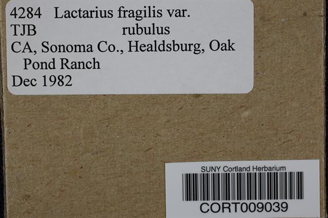Lactarius fragilis var. rubidus image