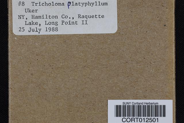 Tricholoma platyphyllum image
