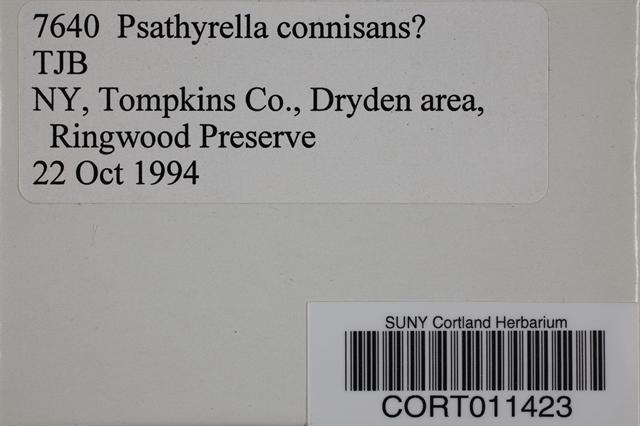 Psathyrella conissans image