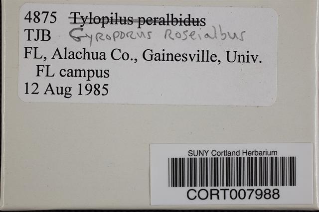 Gyroporus roseialbus image