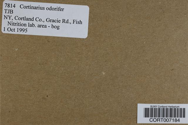 Cortinarius odorifer image