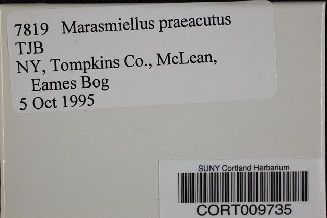Marasmiellus praeacutus image