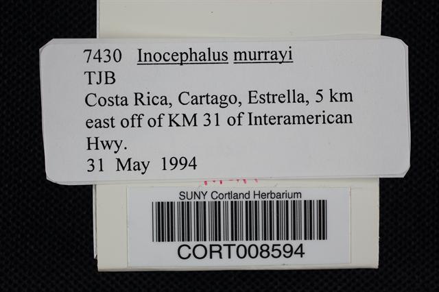 Inocephalus murrayi image